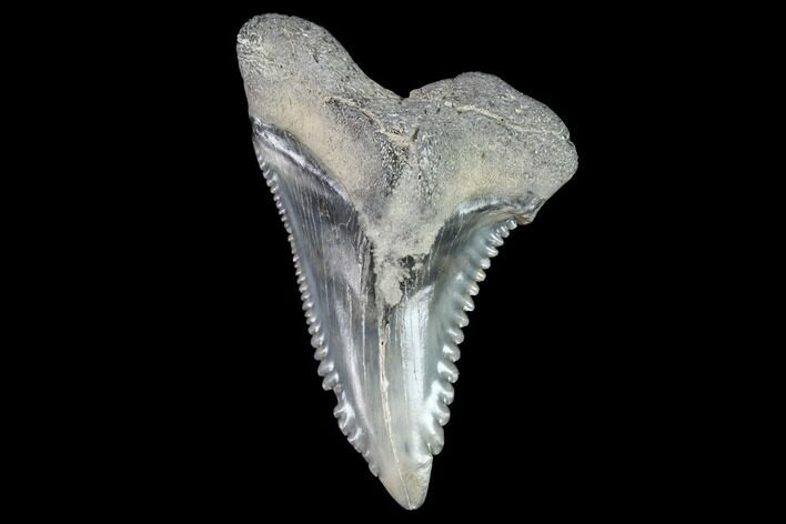 Hemipristis Shark Tooth Fossil - Virginia #96682